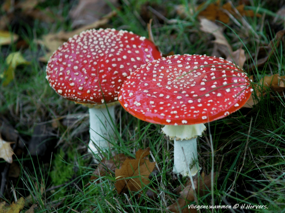 Vliegenzwammen. - Schimmels - Vliegenzwammen.