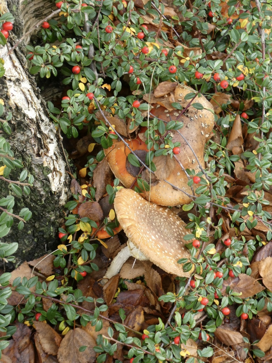 Vliegenzwammen - Schimmels - 