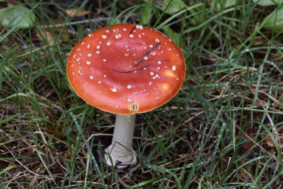 Vliegenzwam - Schimmels - 