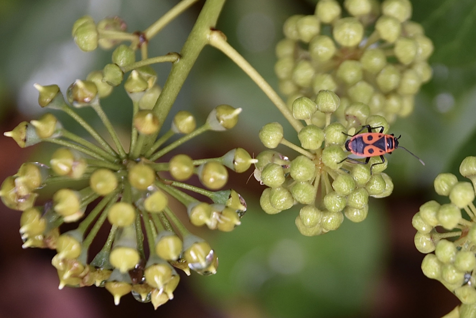 Vuurwants - Geleedpotigen - 