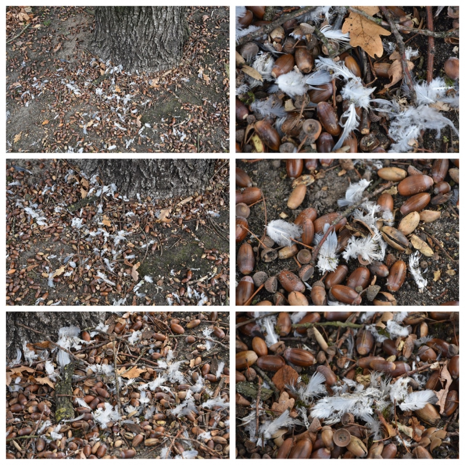 Wat is hier gebeurd? - Vogels - 