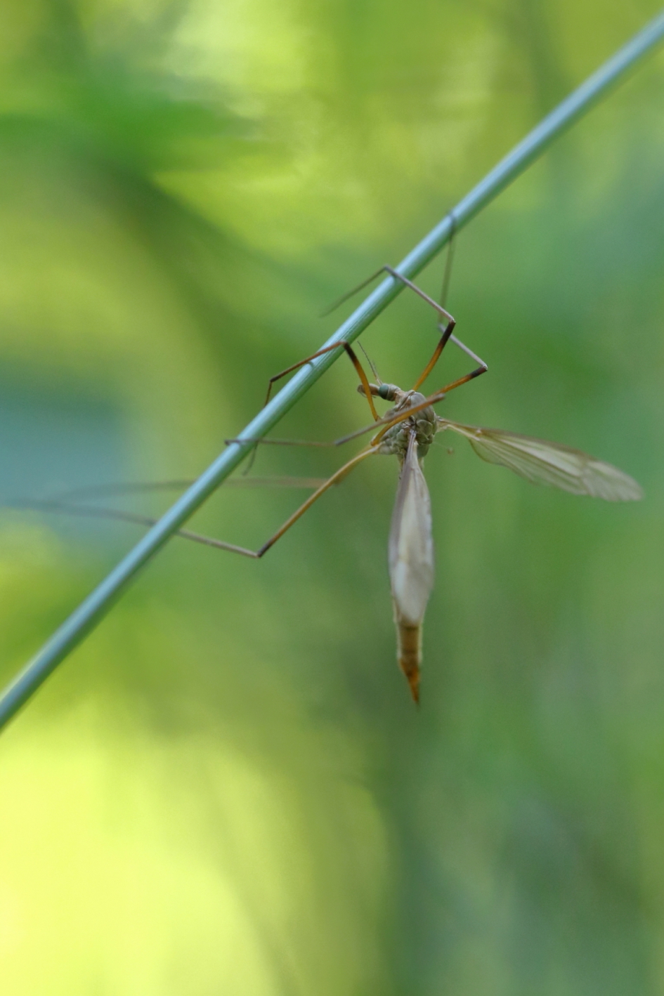 weidelangpootmug - Geleedpotigen - weidelangpootmug