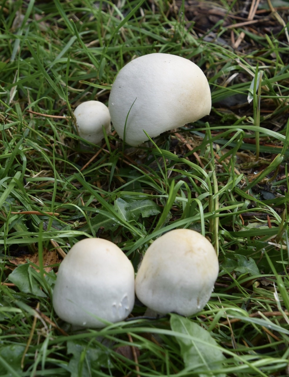 Witte paddenstoelen - Schimmels - 