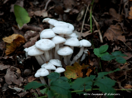 Witte Zwammen.