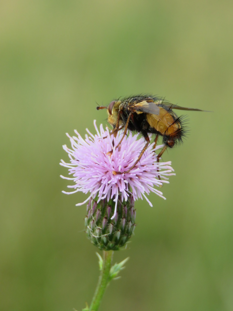 Woeste sluipvlieg - Geleedpotigen - Woeste sluipvlieg