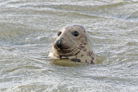 Zeehond (1)
