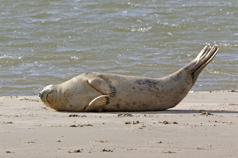Zeehond (2) - Zoogdieren - 