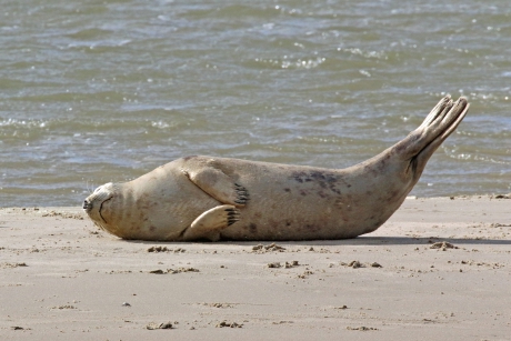 Zeehond (2)