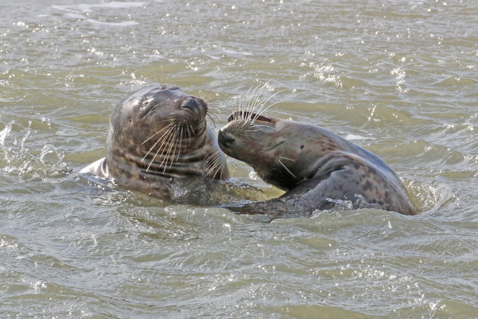 Zeehonden - Zoogdieren - 