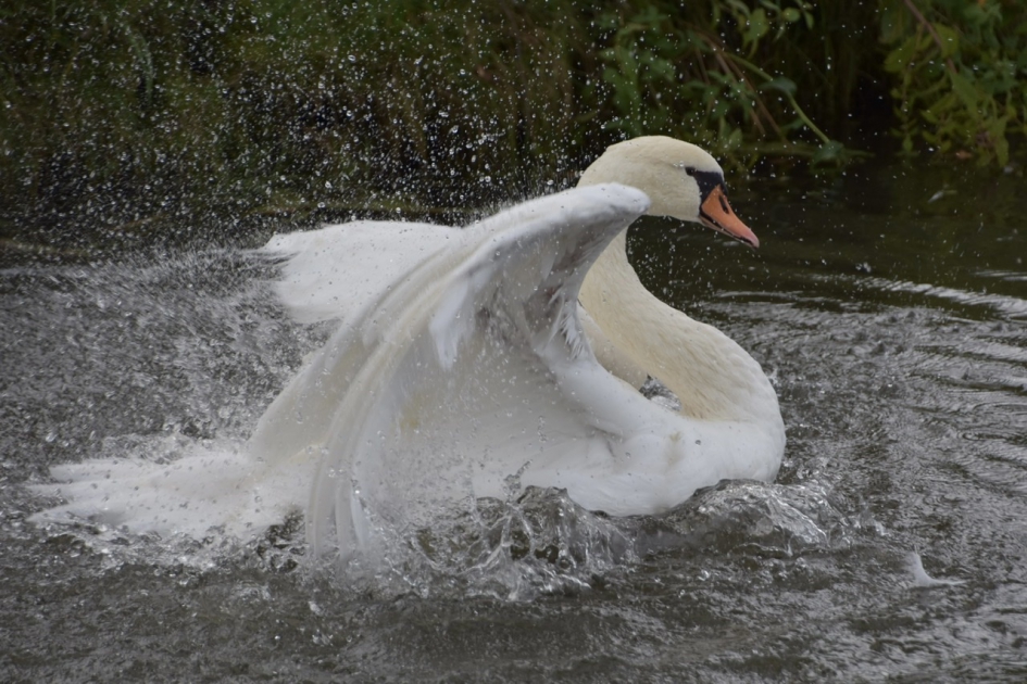 Zondag wasdag - Vogels - 