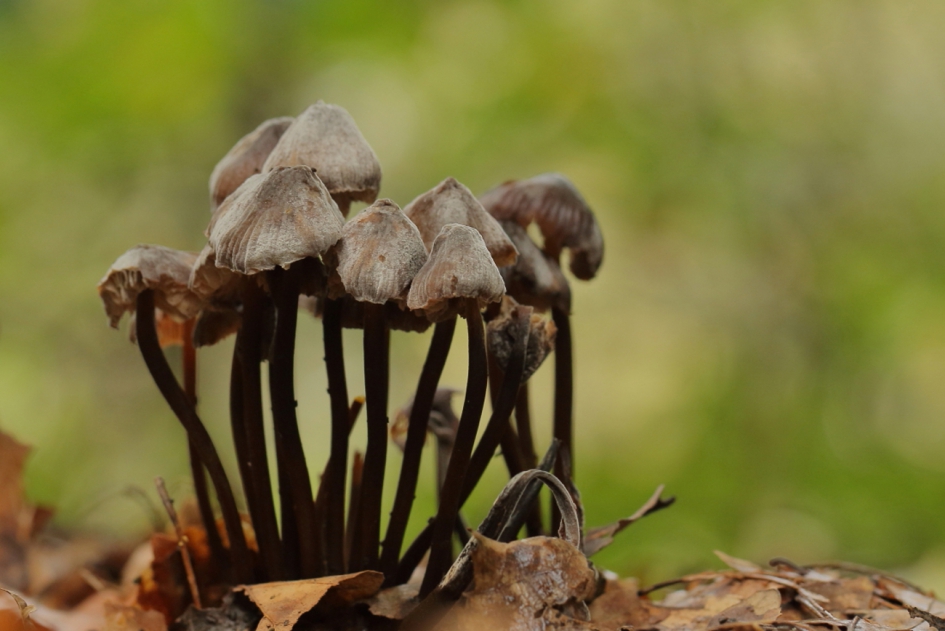 zwarte melksteelmycena - Schimmels - zwarte melksteelmycena
