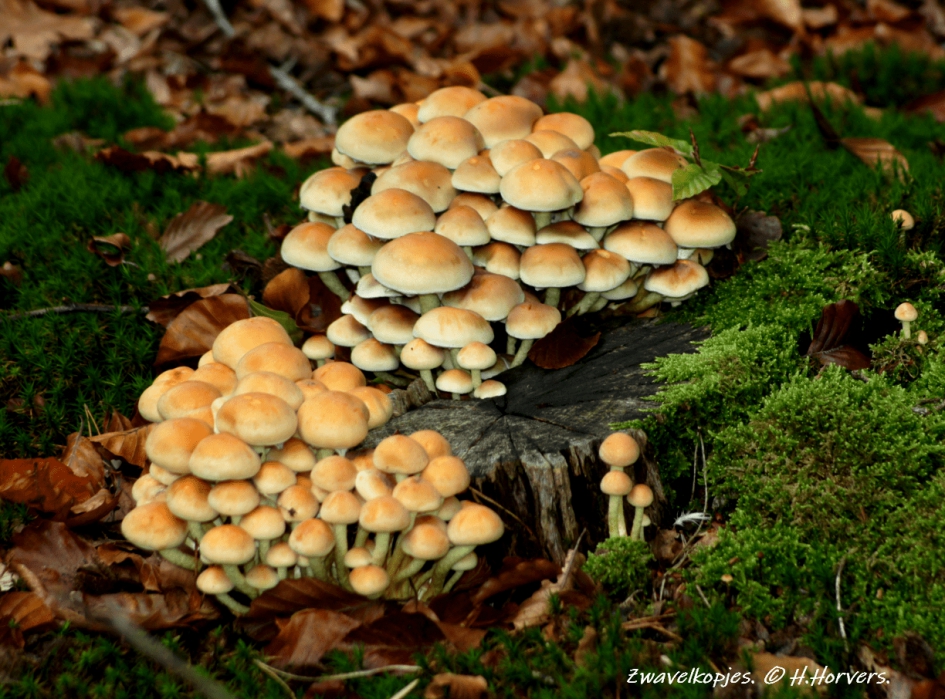 Zwavelkopjes - Schimmels - Zwavelkopjes