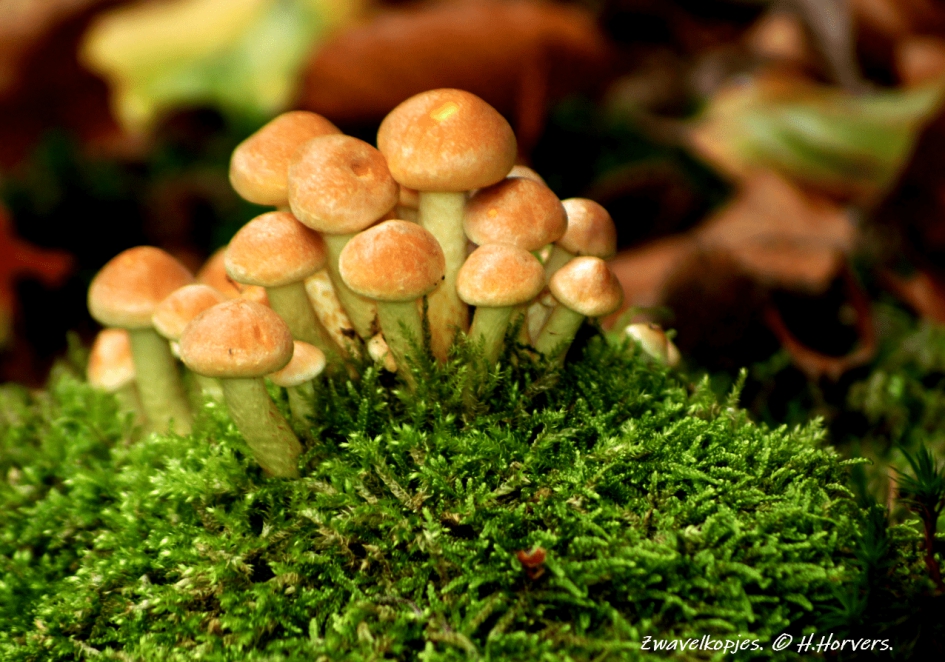 Zwavelkopjes. - Schimmels - Zwavelkopjes.