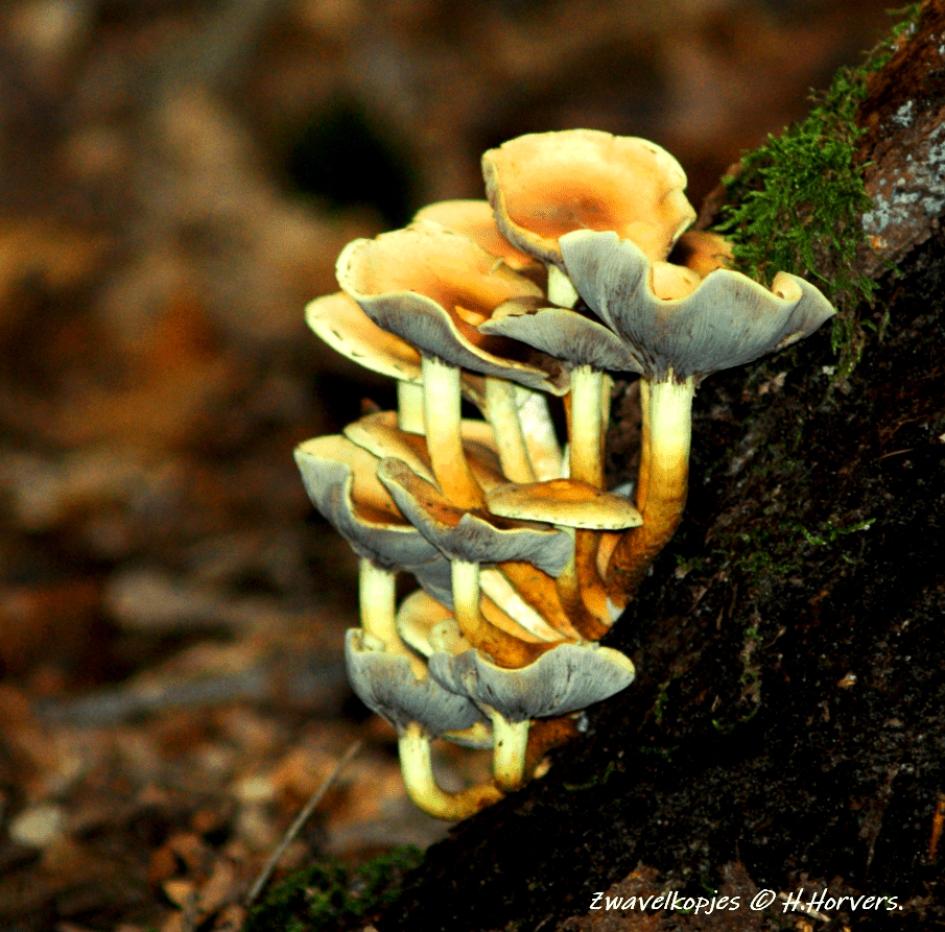 Zwavelkopjes - Schimmels - Zwavelkopjes