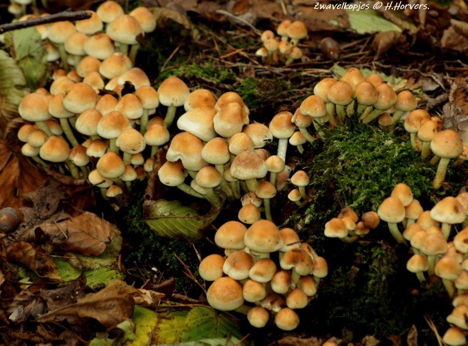 Zwavelkopjes - Schimmels - Zwavelkopjes