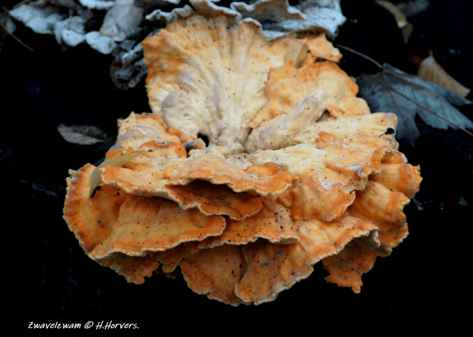 Zwavelzwam - Schimmels - Zwavelzwam