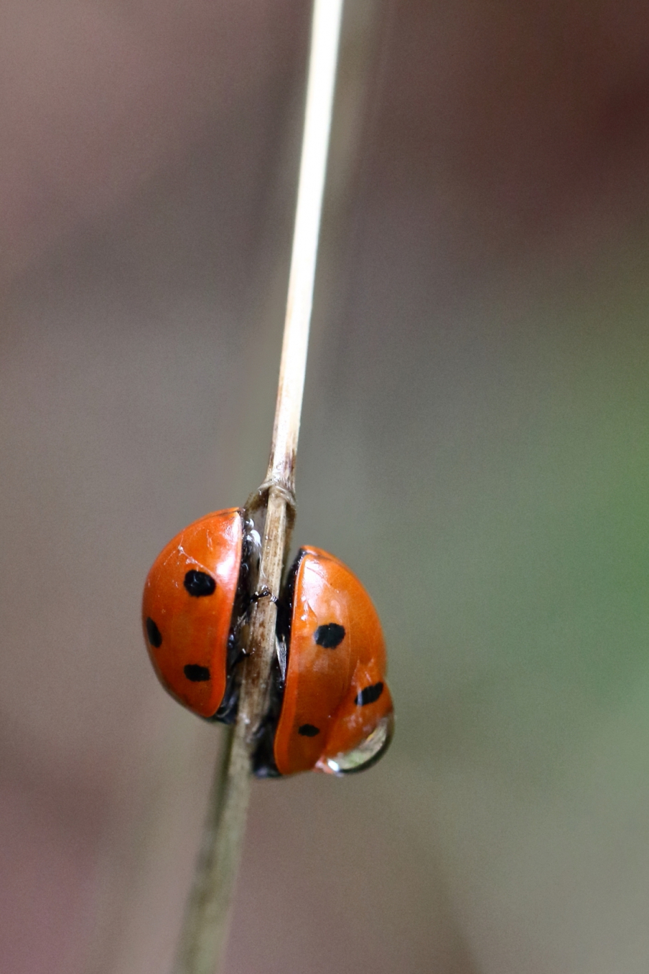 2 x 7 - Geleedpotigen - 7-stippelig lhb