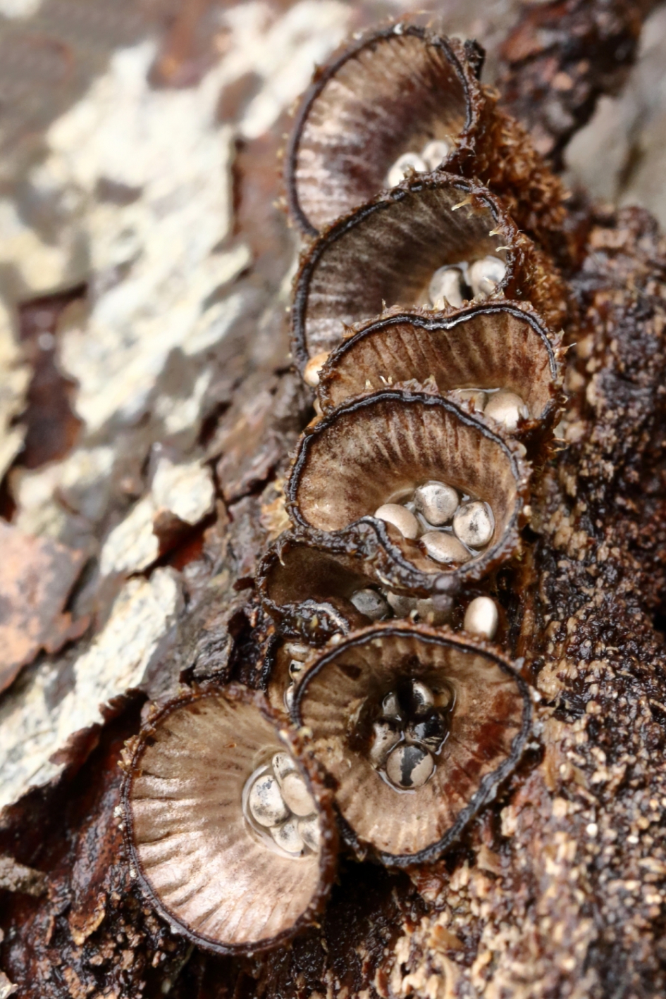 6 op een rij - Schimmels - gestreepte nestzwam
