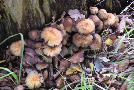 Aan de voet van een boom