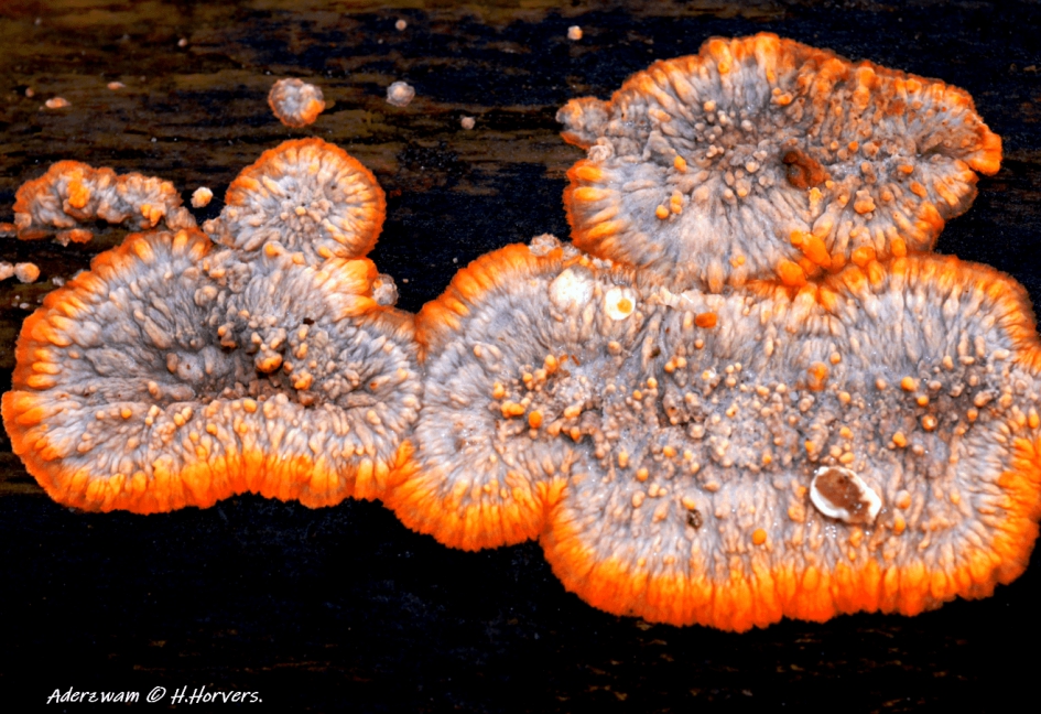 Aderzwam. - Schimmels - Aderzwam.