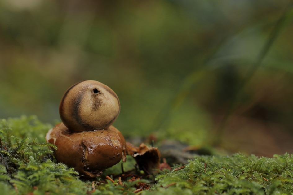 al op leeftijd - Schimmels - gekraagde aardster