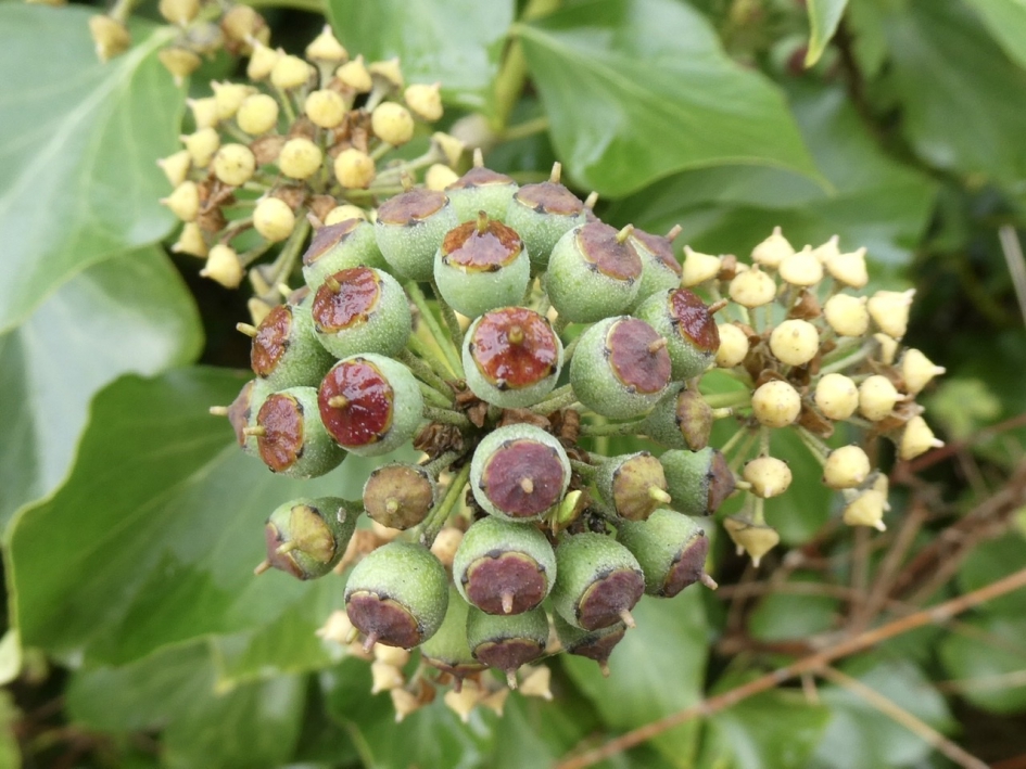 Alle kleuren... - Planten - 