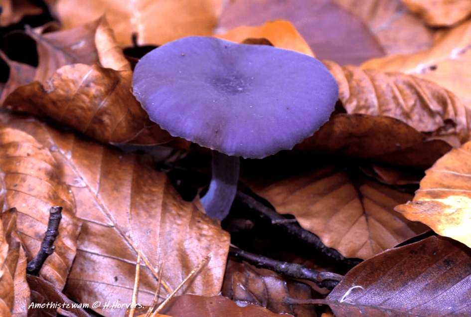Amethistzwam - Schimmels - rode kool zwam