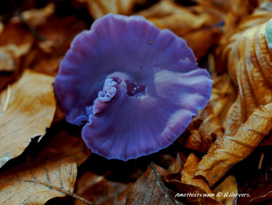 Amethistzwam - Schimmels - Rode kool zwam