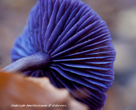 Amethistzwam, onderzijde