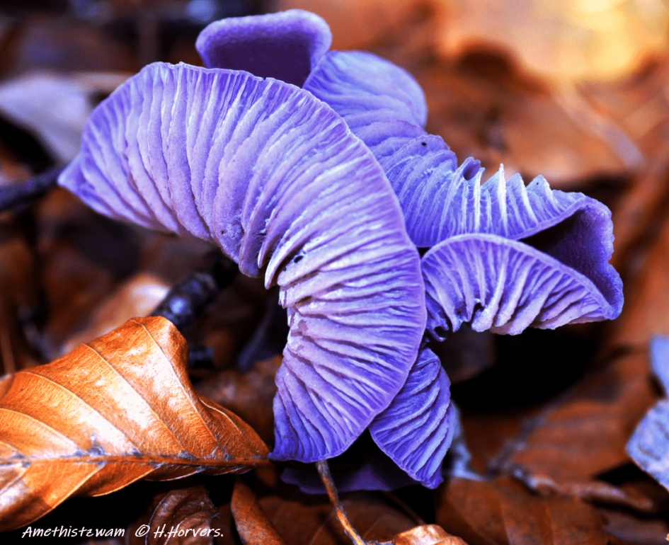 Amethistzwammen - Schimmels - Rode kool zwammen
