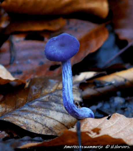 Amethistzwammetje.
