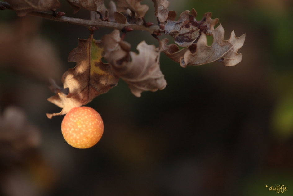 Appeltje van oranje - Planten - Eikengal