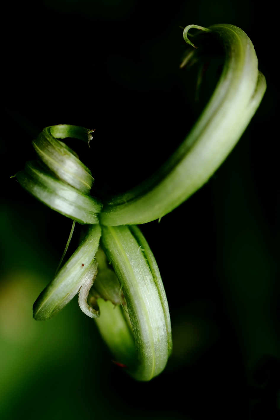 art of nature - Planten - 