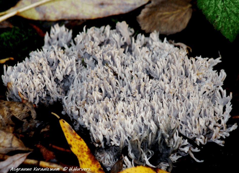 Asgrauwe Koraalzwam - Schimmels - Asgrauwe Koraalzwam