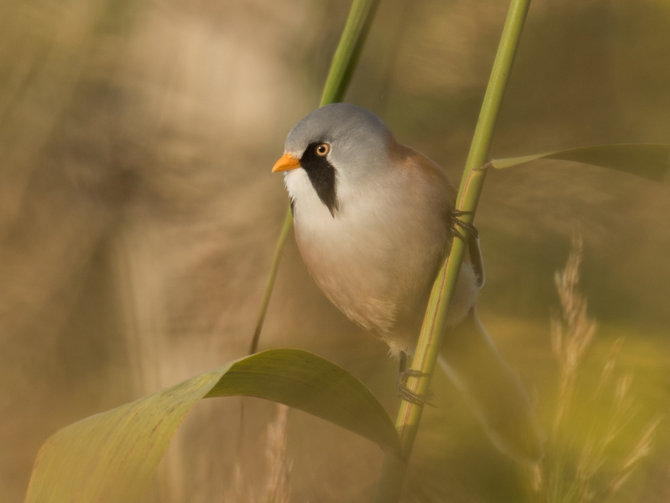 Baardmannetje (m) - Vogels - Baardmannetje