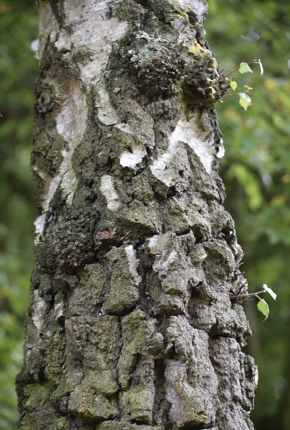 Berkenstam - Planten - 