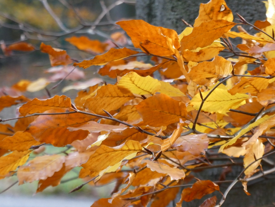 Beukenblad in herfstkleur - Planten - 