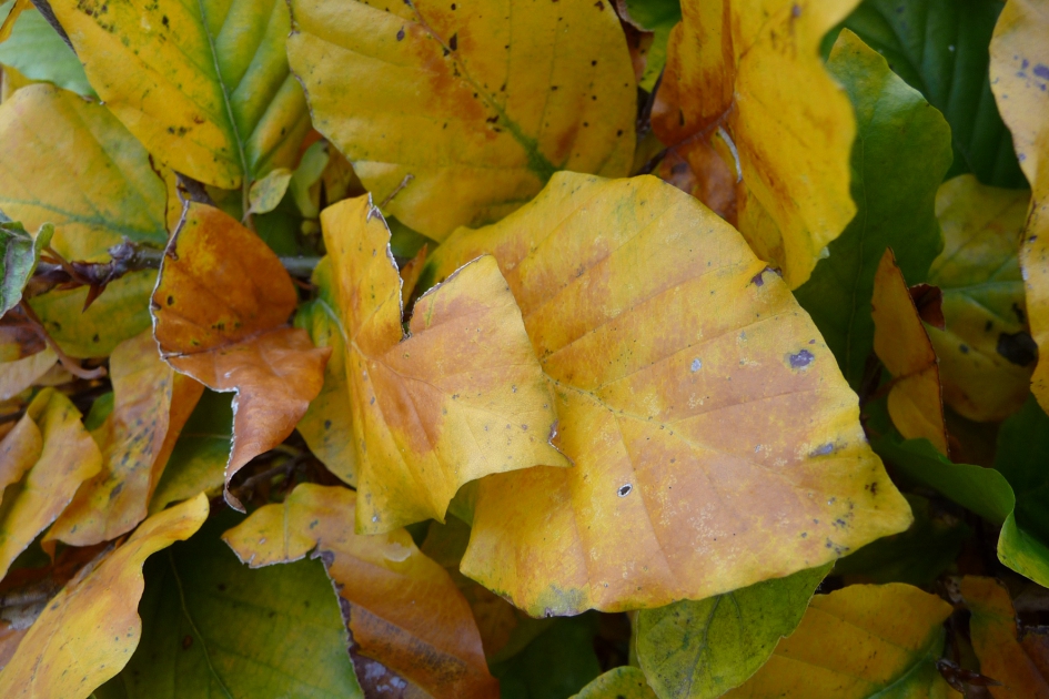 Beukenhaag - Planten - 