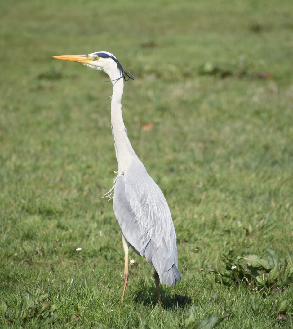 Blauwe reiger - Vogels - 