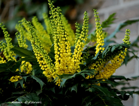 Bloeiende Mahonia