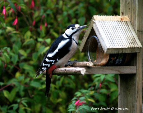 Bonte Specht