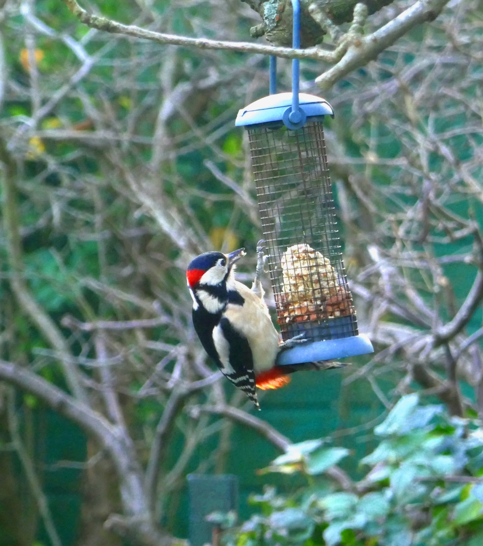 Bonte specht snoept van de pinda's - Vogels - Grote? bonte specht