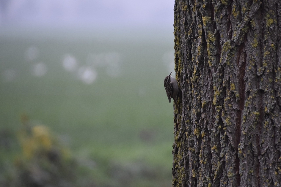 Boomkruiper - Vogels - 