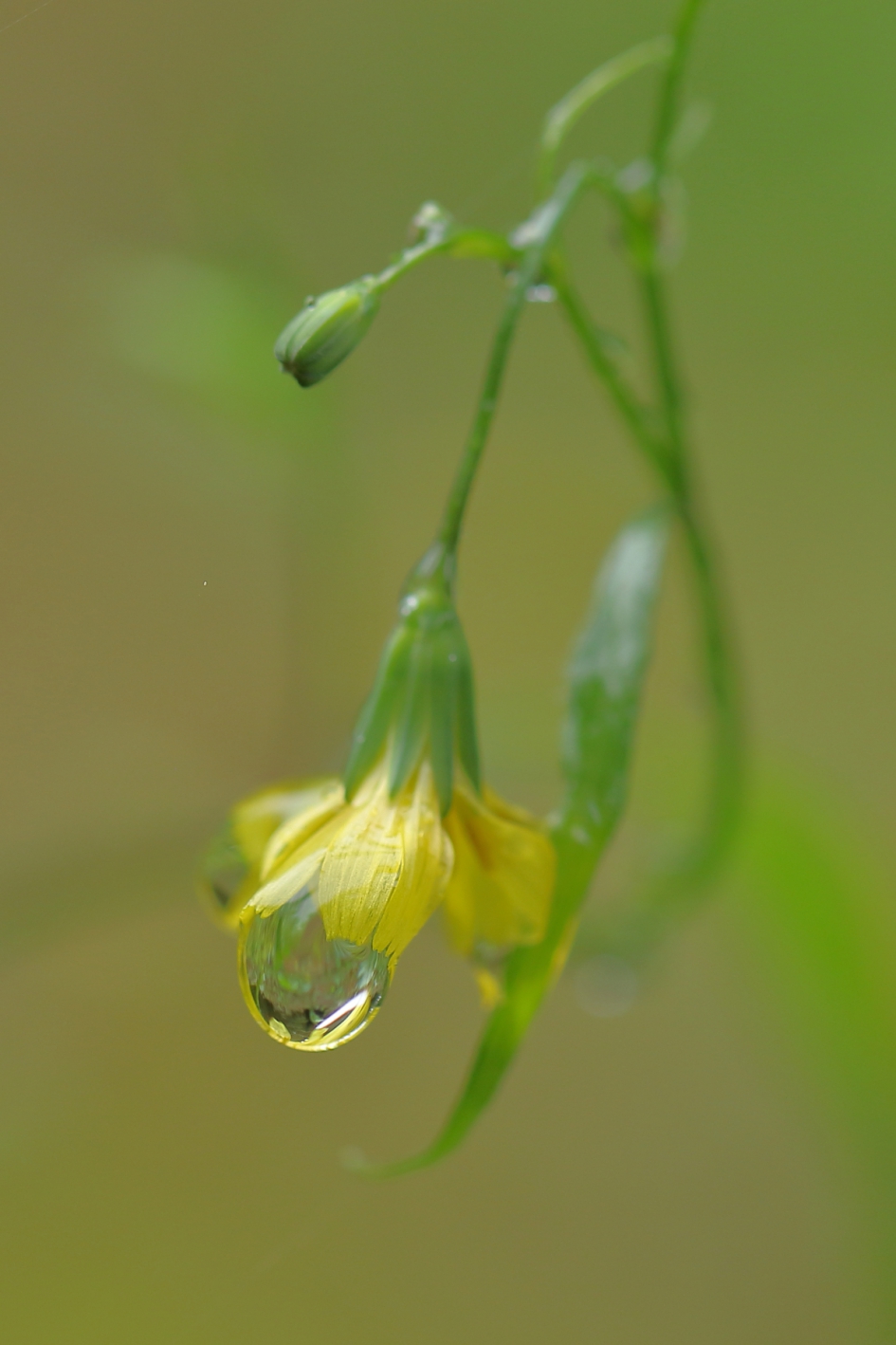 bosgeelster - Planten - bosgeelster