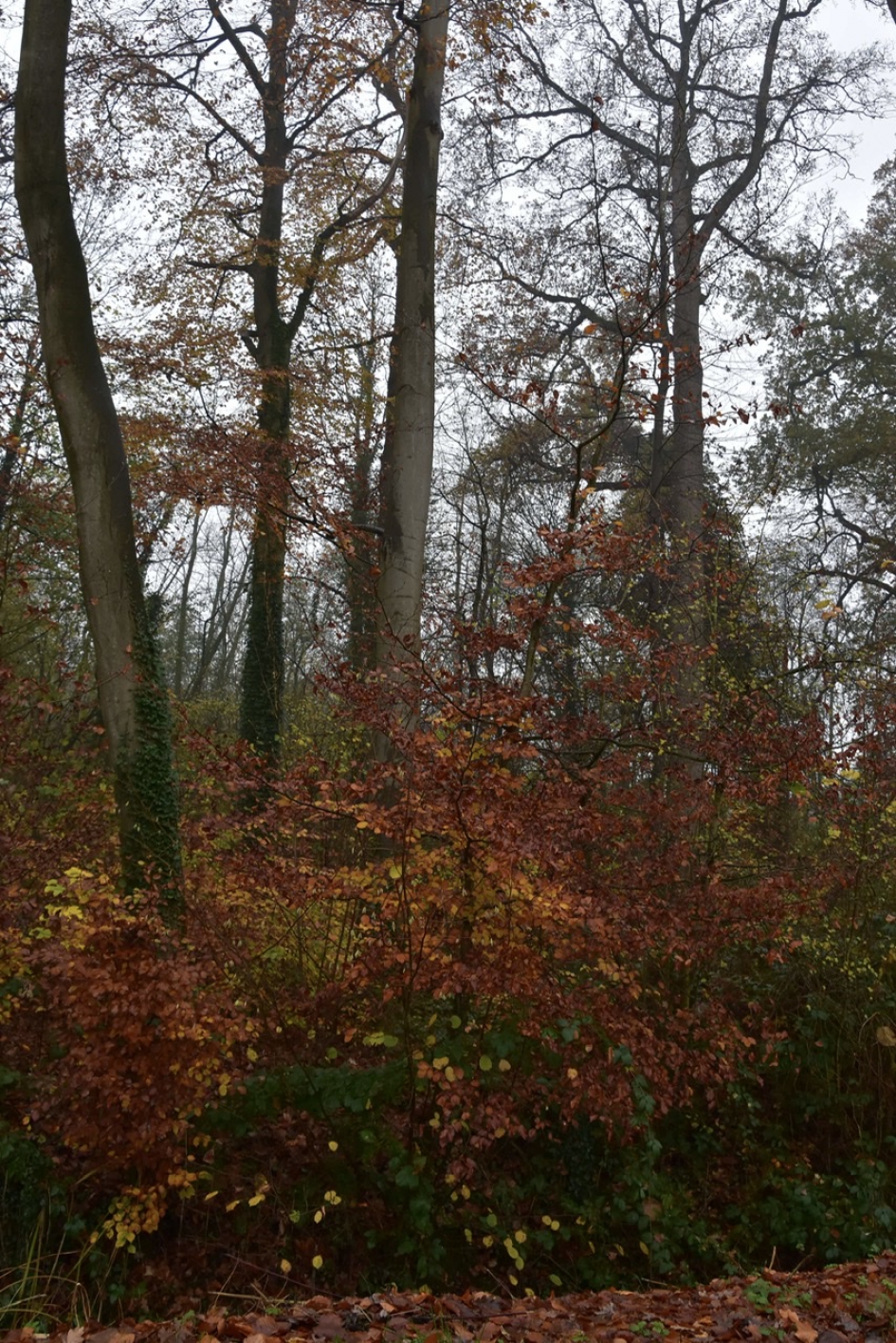 Bosje bij de Wulperhorst - Weer en landschap - 