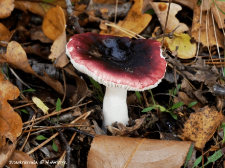 Braakrussula