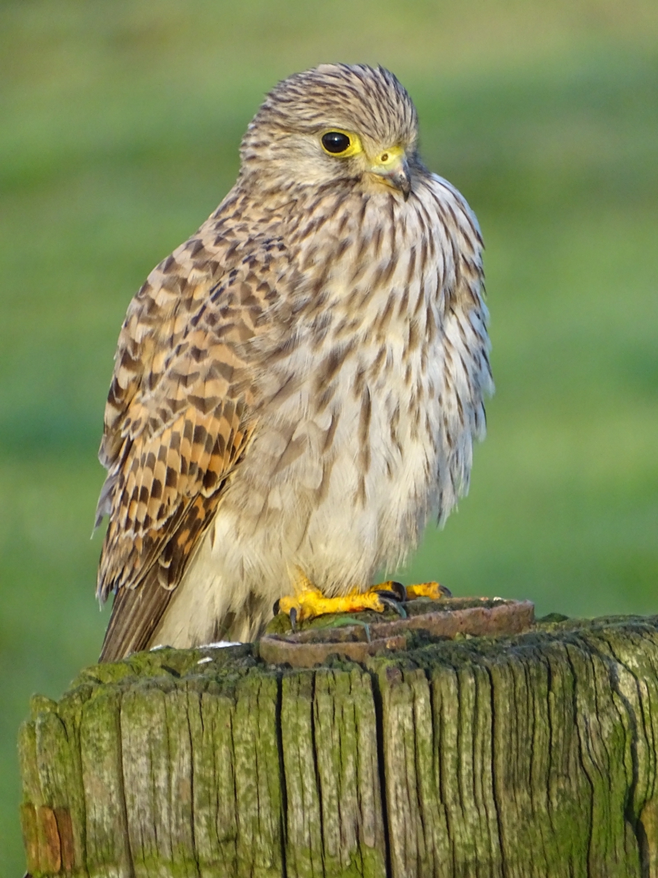 Torenvalk - Vogels - Torenvalk