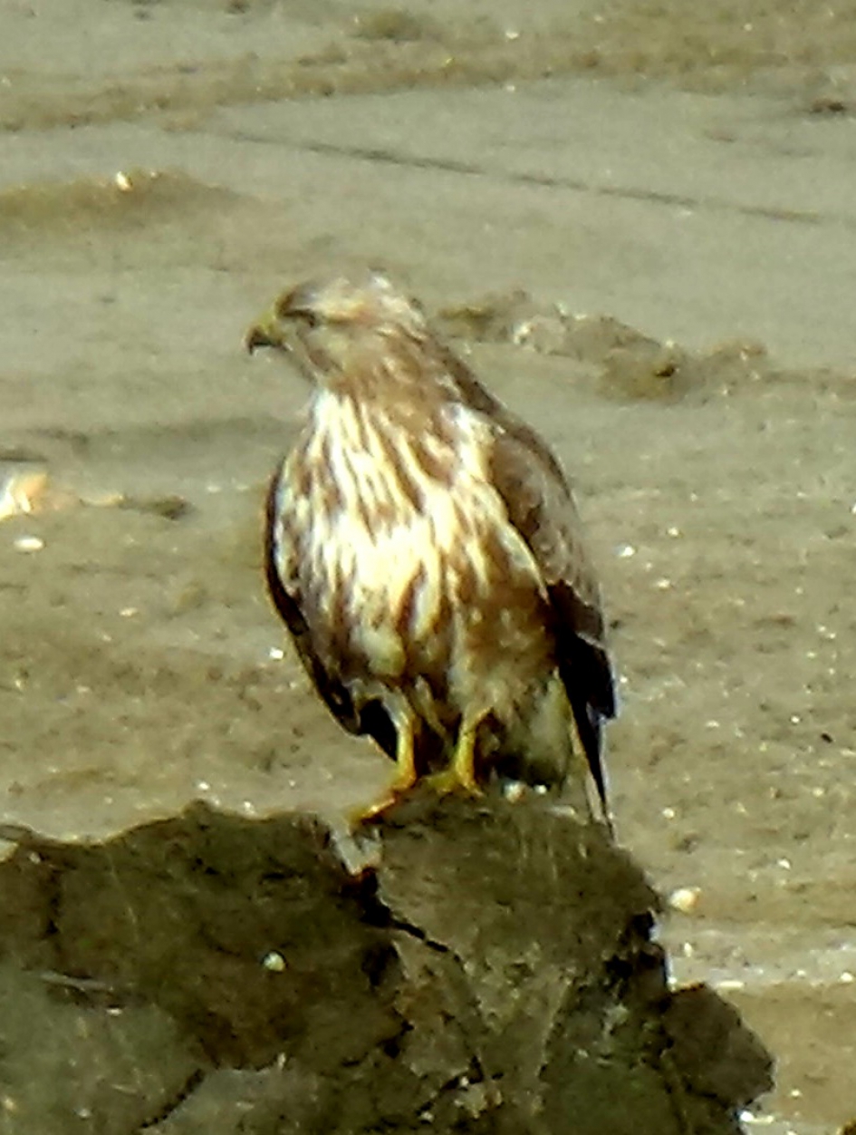 Buizerd voor ons keukenraam - Vogels - Buizerd