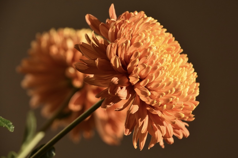Chrysanten - Planten - 