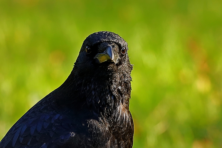 Contact met de Kraai - Vogels - Kraai
